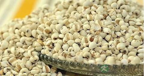 什么食物可以去湿气