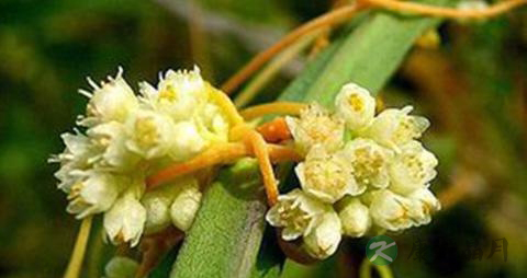 头顶脱发如何治