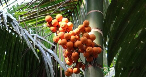 吃槟榔会阳痿吗