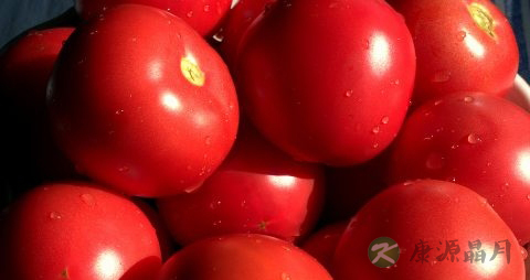 西红柿每天吃好吗