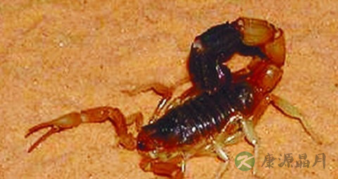 蝎子怎样吃好