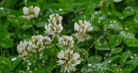 黄芪生脉饮说明