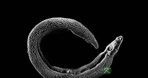 吸血虫的感染方式