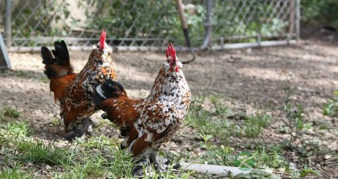 狗咬死的鸡能吃吗