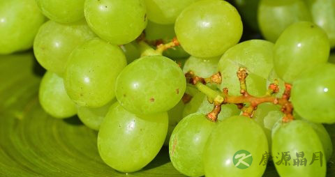 葡萄籽能吃吗