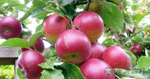 吃什么祛除体内湿气