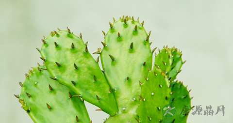 有什么可以治牙痛