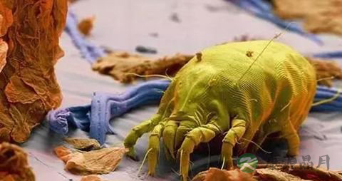 螨虫叮咬怎么办