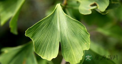 感冒多喝水好吗