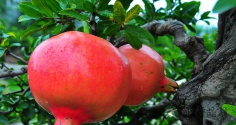 喉咙痛要吃什么