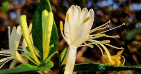 感冒能不能喝金银花茶