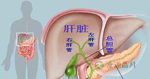 胆汁分泌少怎么办