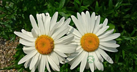 长期喝菊花茶能减肥吗