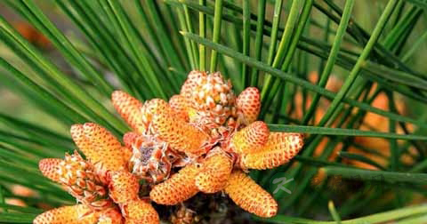 孕妇吃松花粉好不好