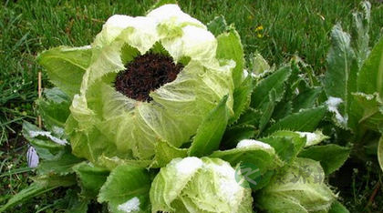 雪莲花治类风湿关节炎吗