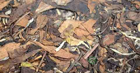 怎样泡好老白茶