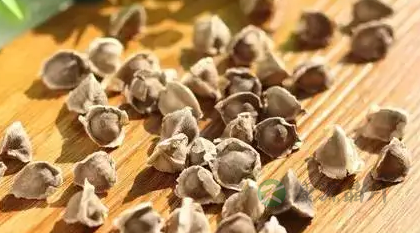 辣木籽可以治疗银屑病吗