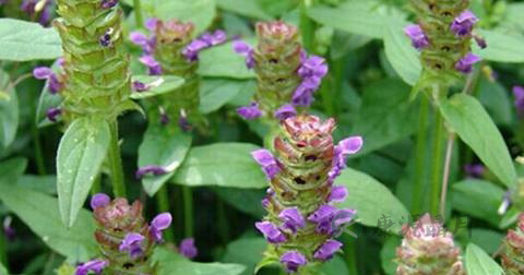 夏枯草能泡茶吗