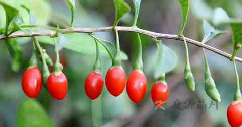 阳痿吃什么比较好 阳痿吃什么比较好