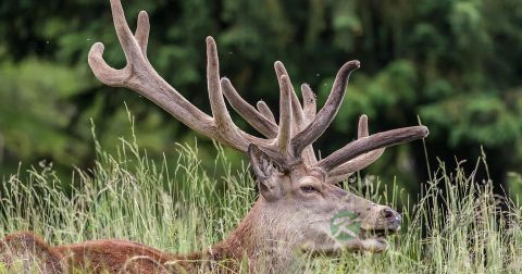 吃什么食物壮阳 吃什么食物壮阳