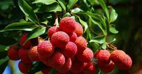 阳痿吃什么比较好 阳痿吃什么比较好