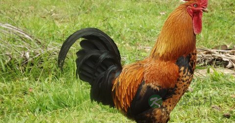 30岁的男人养生经 30岁的男人养生经