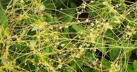 中药能治疗阳痿早泄吗