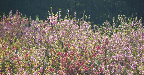 农历三月桃花癫 桃花癫病怎么治疗