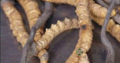 中药治疗阳痿早泄