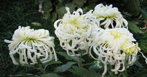 吃什么可以防早泄