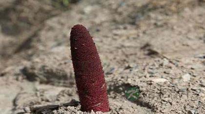 锁阳能治早泄吗