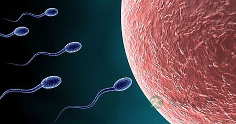 精子成活率低的原因 精子成活率低的原因