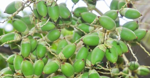 吃槟榔会影响生育吗 吃槟榔会影响生育吗