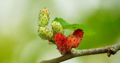 男性不育治疗方法 男性不育治疗方法