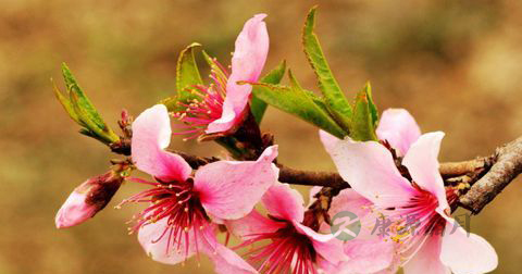 农历三月桃花癫 桃花癫病怎么治疗