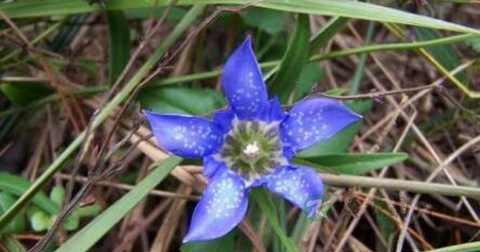 慢性肝炎有什么中草药