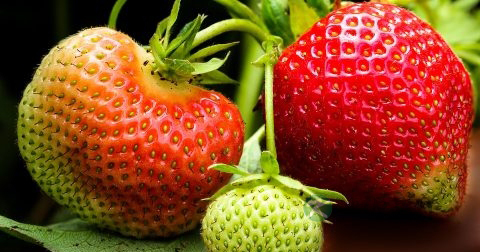 阳痿早泄吃什么药最好 阳痿早泄吃什么药最好