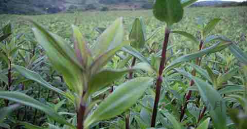 阳萎早泄治疗 阳萎早泄治疗