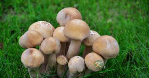 慢性肝炎有什么中草药