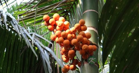 吃槟榔会影响生育吗 吃槟榔会影响生育吗