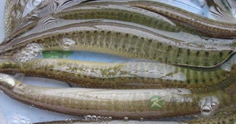 阳痿早泄如何治 阳痿早泄如何治