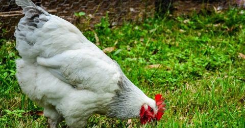 精血不足怎么办