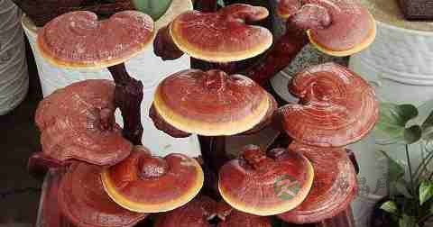 阳痿中医怎么治疗 阳痿中医怎么治疗