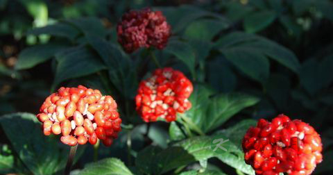 男人可以长期喝三七花吗