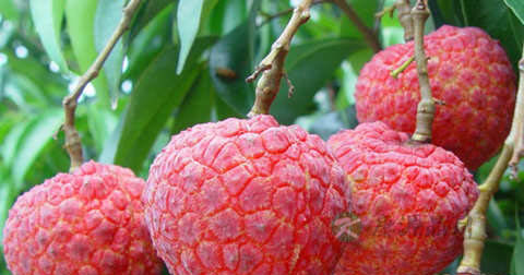 怎样治疗男人阳痿早泄 怎样治疗男人阳痿早泄