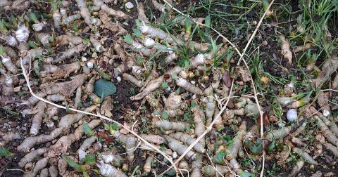 酥子根真能医好痔疮吗 酥子根真能医好痔疮吗