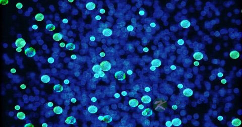 淋病病毒能杀死吗 淋病病毒能杀死吗