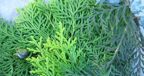 侧柏叶对脱发的功效