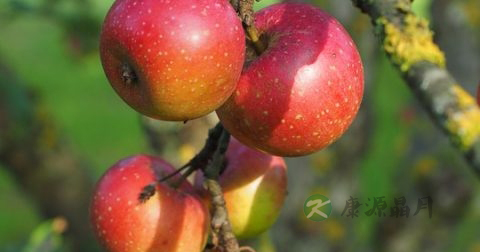 脸上皮肤干燥吃什么好 脸上皮肤干燥吃什么好