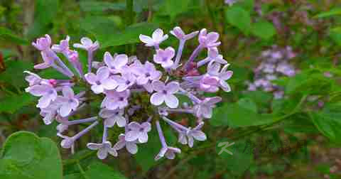 治疗早泄的最好中药 治疗早泄的最好中药